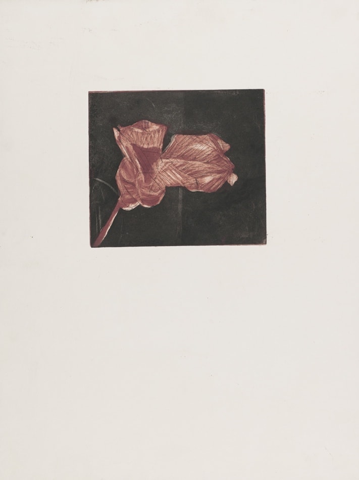 Print, etching and aquatint, two superimposed plates: Wilted flower 2